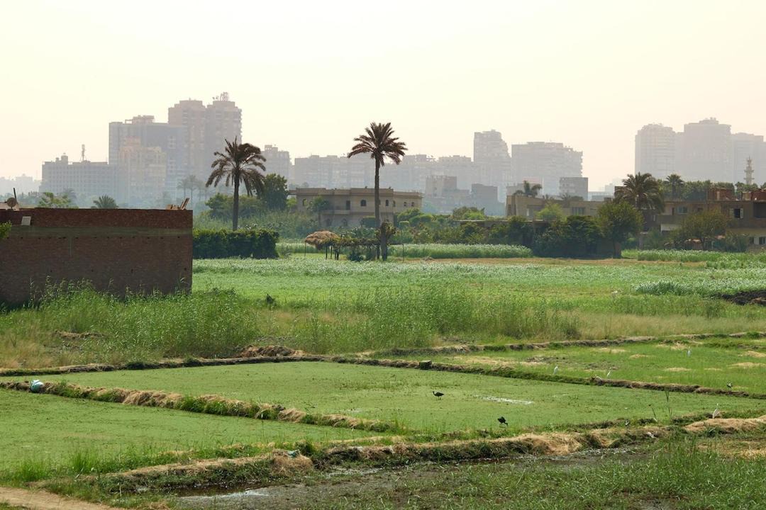 Photo of Others in Giza
