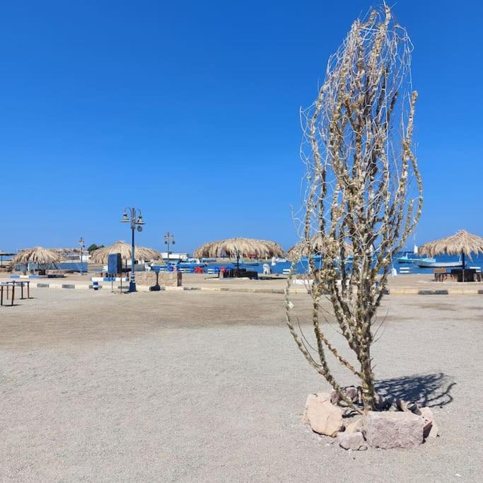 Photo of Others in Marsa Alam