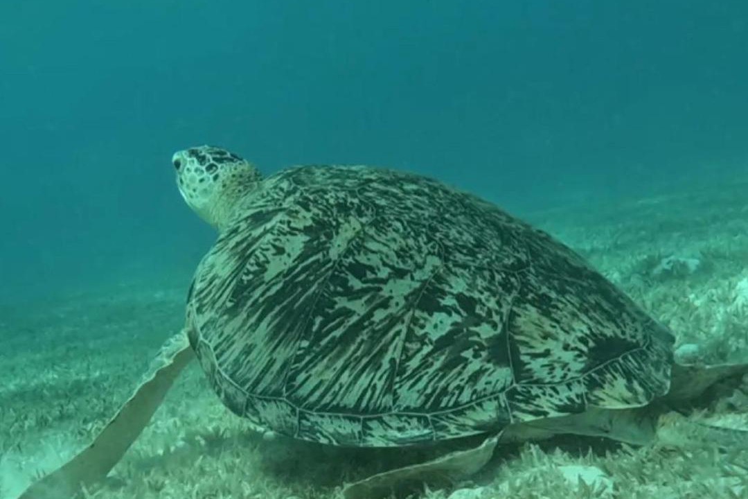 Photo of Others in Marsa Alam