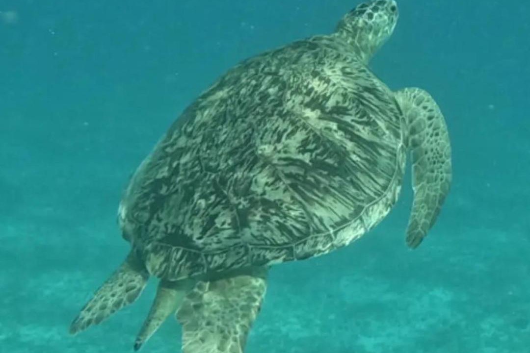 Photo of Others in Marsa Alam