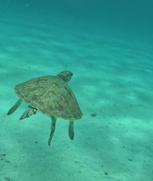 Photo of Others in Marsa Alam