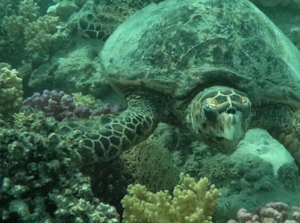 Photo of Others in Marsa Alam