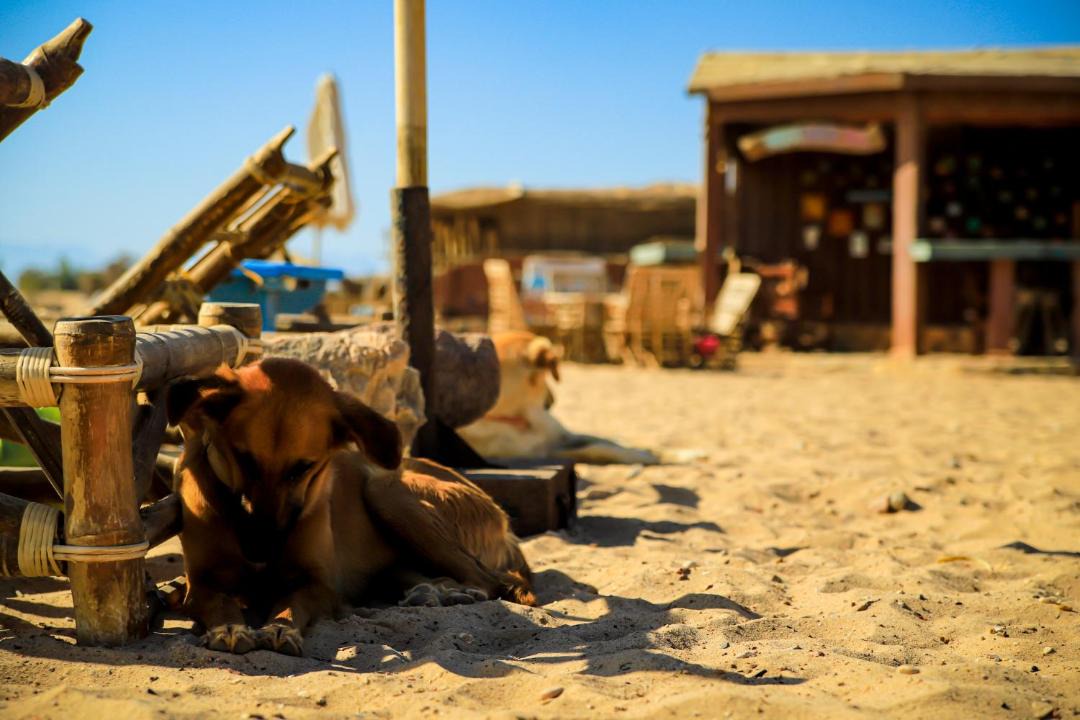 Photo of Others in Nuweiba