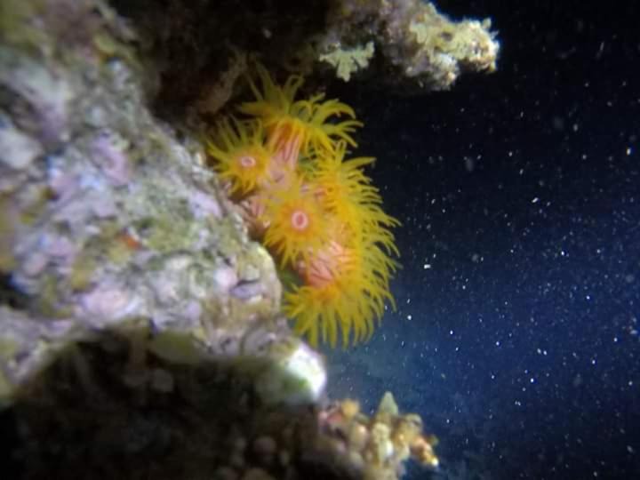 Photo of Others in Nuweiba