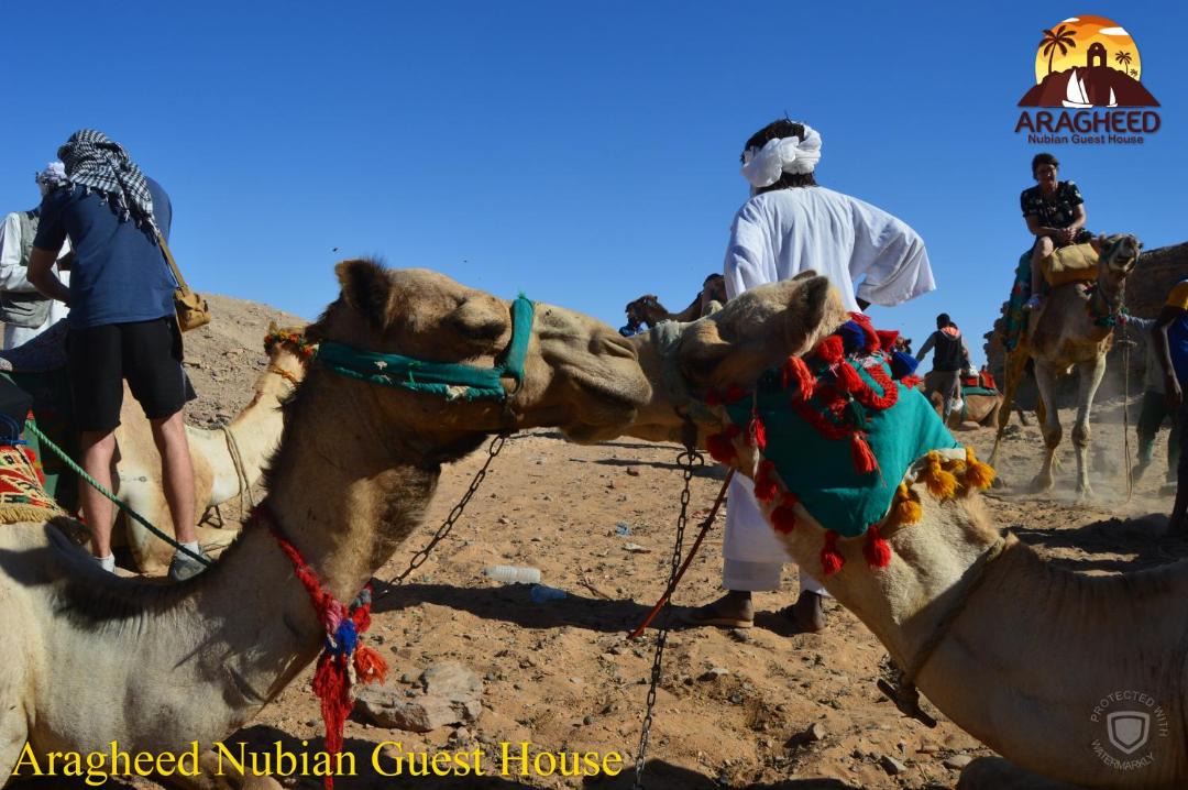 Photo of Others in Aswan