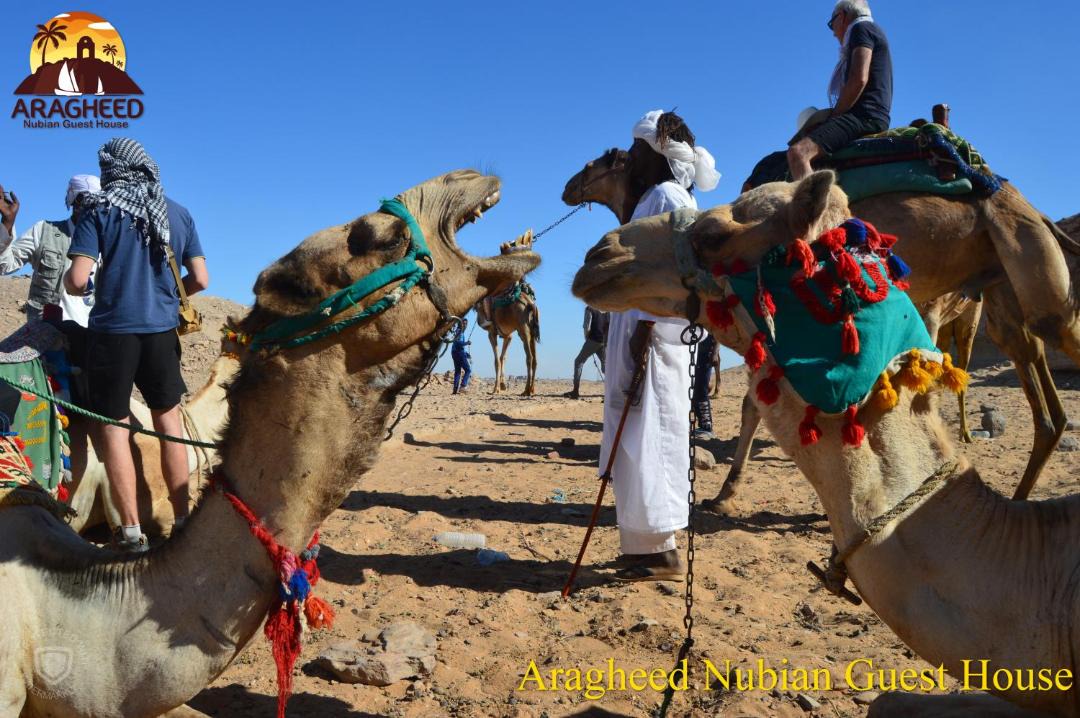 Photo of Others in Aswan