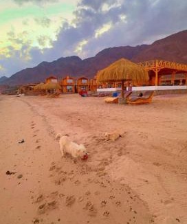 Nuweiba Cabin | Bedouin house camp