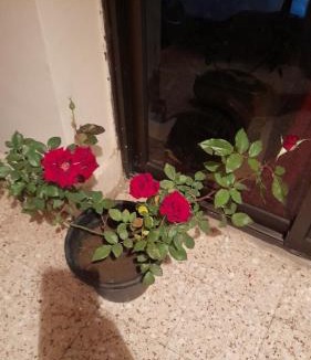 Agouza Apartment | suite Hs 1