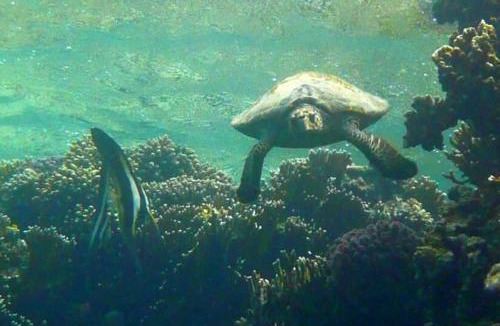 Soma Bay Other | Sharm El Naga Resort and Diving Center
